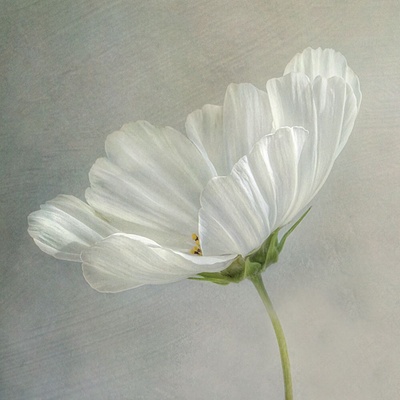 Bílý květ III 50x50 1 deska