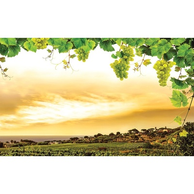 Preinterier FT3796 Fototapeta na stenu Vinič vlies 104cm x 70cm