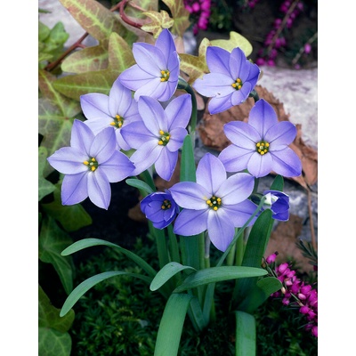 Ifeion 'Uniflorum Rolf Fiedler' 10 ks