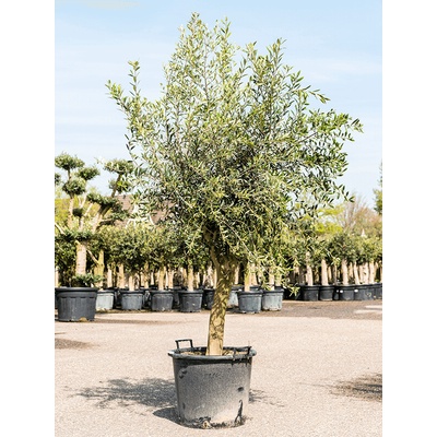 Olivovník Olea europaea Stem 50x240 cm