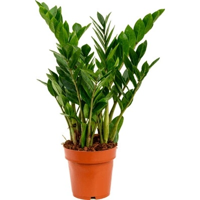 Zamioculcas zamiifolia tuft pots.17cm v. 65 cm