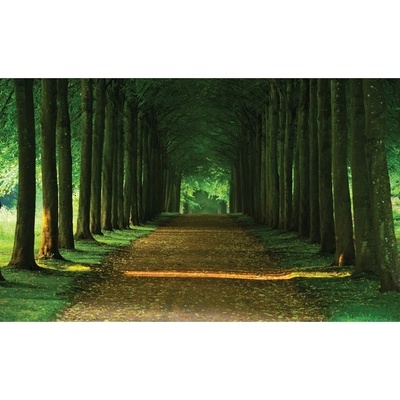 Preinterier FT2524 Fototapeta na stenu Lesný chodník vlies 104cm x 70cm
