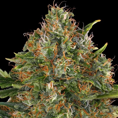 Barney´s Farm G13 Haze regular semienka neobsahujú THC 10 ks