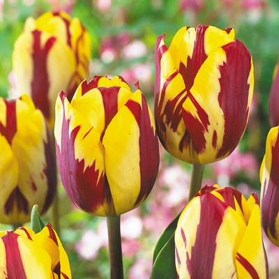 Tulipán Helmar