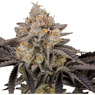 Fast Buds Gorilla Cookies FF semienka neobsahujú THC 10 ks
