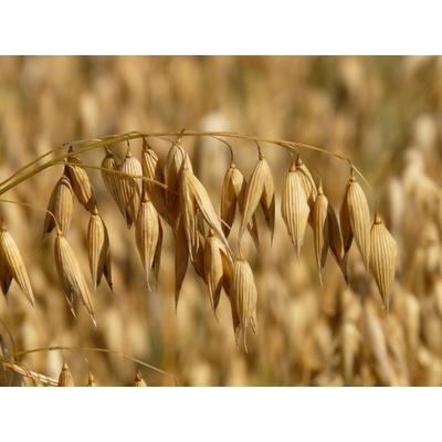 ProBio Oves BIO bezpluchý 0,5 kg