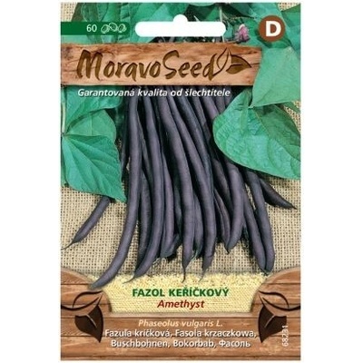 Fazuľa kríčková AMETHYST MoravoSeed fialová