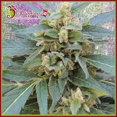 Dr. Krippling Seeds Mango Bubble Cloud semienka neobsahujú THC 5 ks