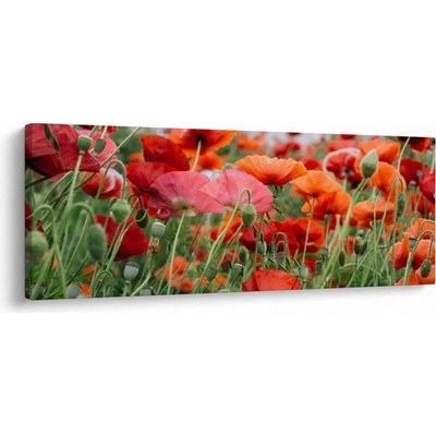 Obraz z pole vlčích máků, jednodílný 145x58 cm