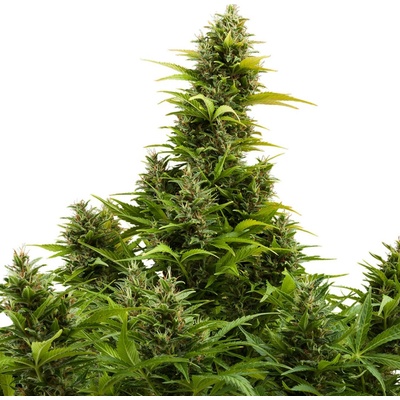 Buddha Seeds Medikit AUTO CBD semienka neobsahujú THC 1 ks
