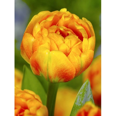 Tulipán 'Sunlover' 5 ks Velikost hlíz: 10/11