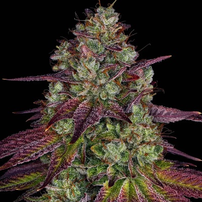 Barney´s Farm Mimosa Evo semienka neobsahujú THC 25 ks
