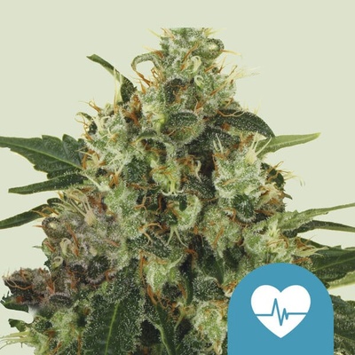 Royal Queen Seeds Medical Mass CBD semienka neobsahujú THC 25 ks