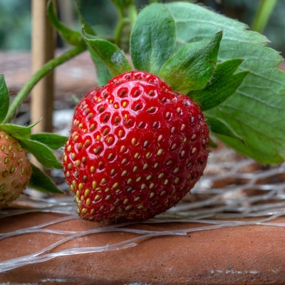 Jahody stáleplodiace Ariba Deep Rose F1 Fragaria ananassa semená jahôd 10 ks