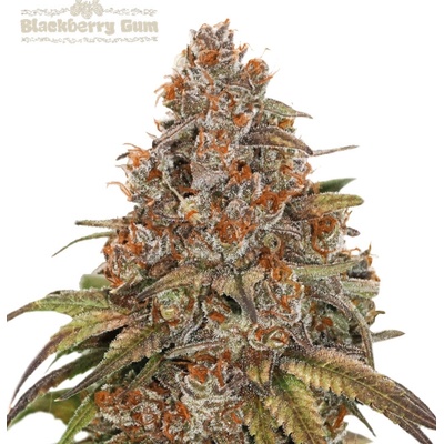 Seedstockers Superior Blackberry Gum Auto semienka neobsahujú THC 5 ks