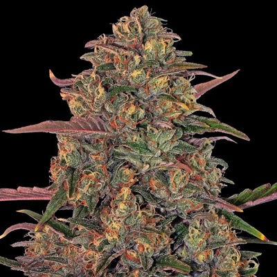 Barney's Farm Pineapple Chunk semienka neobsahujú THC 1 ks