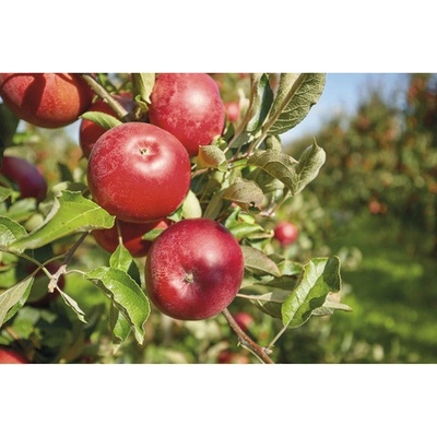Jabloň podzimní terasová FloraSelf Bio Malus domestica 'Florina'® 60-80 cm květináč 5 l