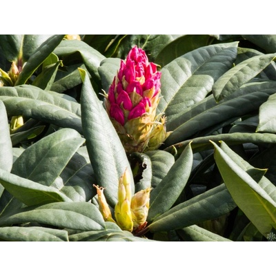 Rododendrony a azalky sazenice v kontejneru 1-2l 0-150 cm