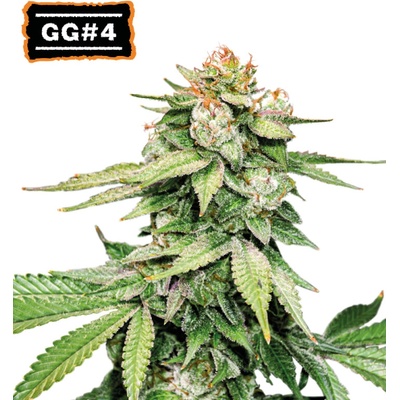 Seedstockers GG #4 Auto semienka neobsahujú THC 25 ks