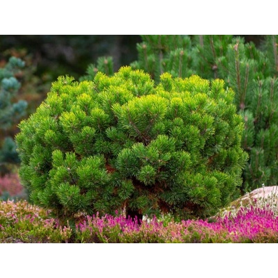 Borovica horská Mugo Mughus, výška 15-30 cm, kvetináč 2 l