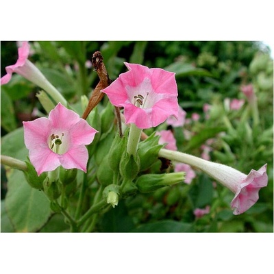 Tabak virginský - Nicotiana tabacum - semená 150 ks