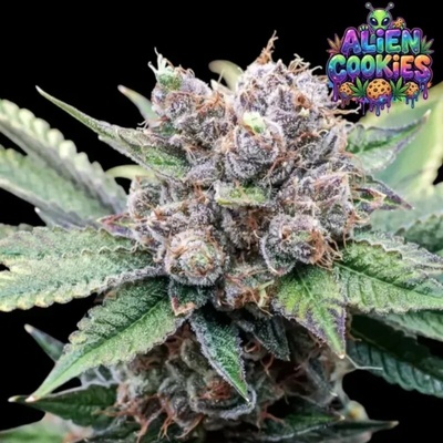 Ganja Farmer Alien Cookies semienka neobsahujú THC 5 ks
