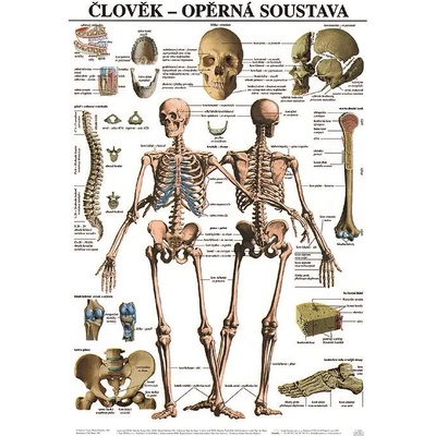 Scientia - Opěrná soustava, 67 x 96 cm – Hledejceny.cz