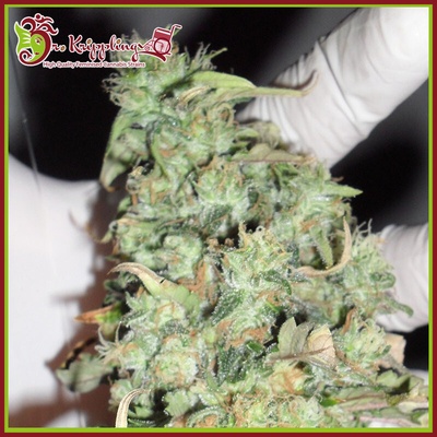 Dr. Krippling Seeds Buzz Light Gear semienka neobsahujú THC 5 ks