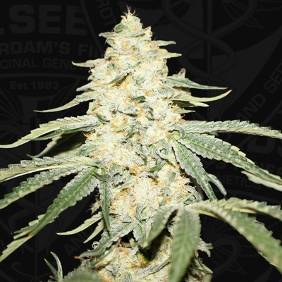 T.H. Seeds Wy-Kiki 710 Special Edition semienka neobsahujú THC 7 ks