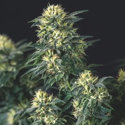 Pyramid Seeds Anesthesia x Runtz semienka neobsahujú THC 5 ks