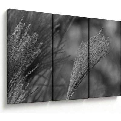 Obraz - Sušená pampová tráva, třídílný 120x80 cm