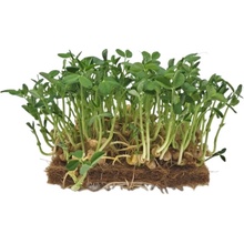 TINY GREENS Hrášek Bushy - BIO semínka na klíčení a microgreens