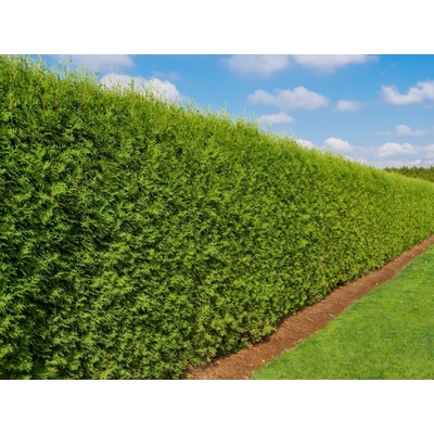 Tuja západná Brabant, výška 60-80 cm, kvetináč 3 l