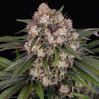 Barney's Farm OG Kush semienka neobsahujú THC 1 ks
