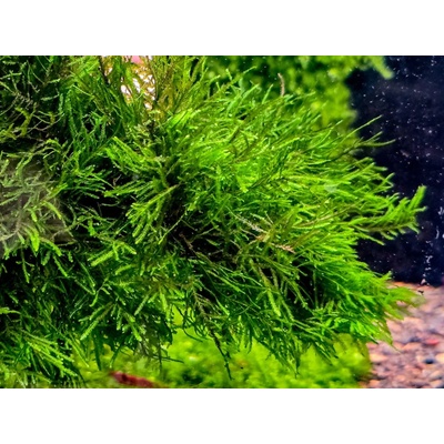 Taxiphyllum sp. Spiky Moss 7 cm – Hledejceny.cz
