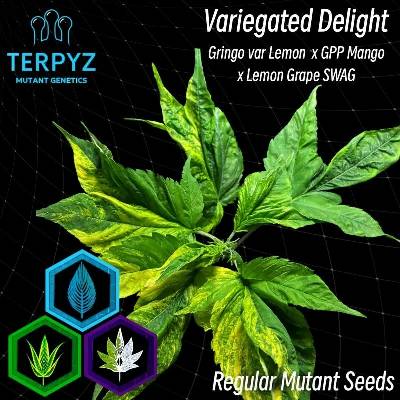 TerpyZ Mutant Genetics Variegated Delight regular semienka neobsahujú THC 10 ks