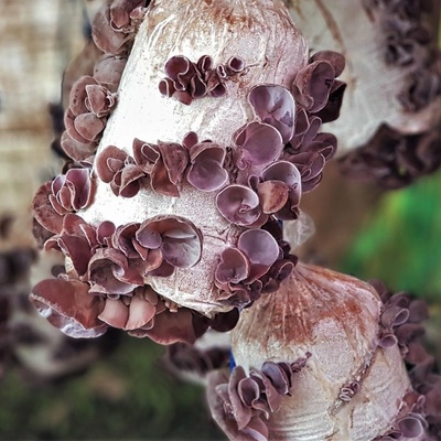 Sadba Ucho Judášovo Auricularia auricula-judae sadba- 1 ks