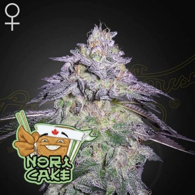 Green House Seed Nori Cake Semienka neobsahujú THC 1 + 1 ks