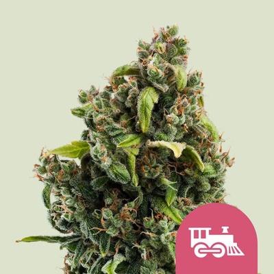 Royal Queen Seeds Candy Kush Express Fast Version semienka neobsahujú THC 100 ks