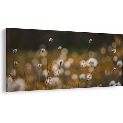 Obraz - Louka s cottongrass N⁰2, jednodílný 250x125 cm