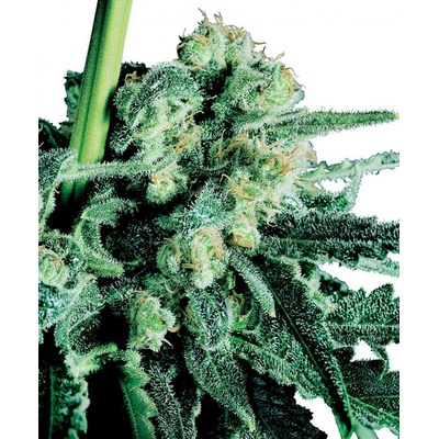 Sensi Seeds Sensi Skunk semienka neobsahujú THC 10 ks