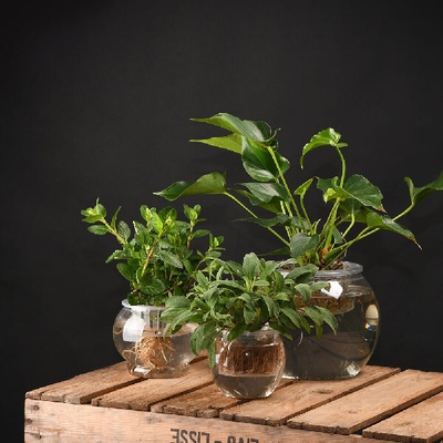 Esschert Design Pěstírna|vodní květináč 5L, 22x22x17cm, čirá|Esschert Design