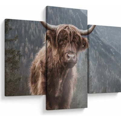 Obraz - Highlander krava, trojdielne 90x60 cm
