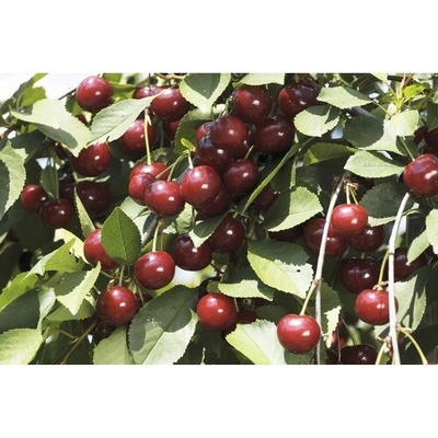 Čerešňa obyčajná BIO samoopelivá špalier FloraSelf Bio Prunus 'Lapins' 80-100 cm kvetináč 5 l