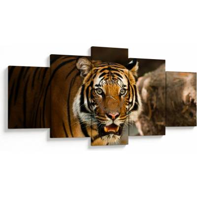 Obraz tigra (s hodinami), päťdielne 150x80 cm s hodinami