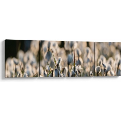 Obraz - Biely páperník, štvordielne 160x40 cm