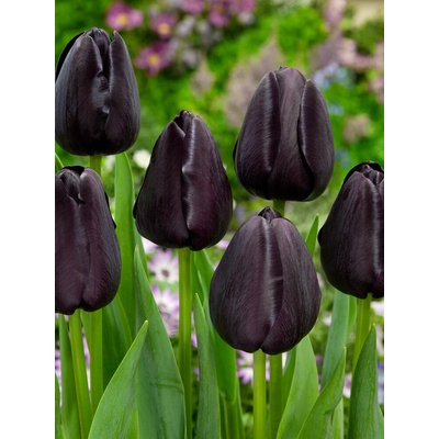 Tulipán 'Queen of Night' 5 ks