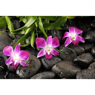 Kameny s orchideji 1 deska 70x50