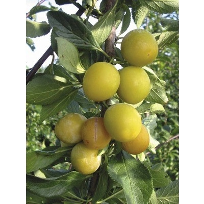 Švestka/slivoň mirabelka terasová FloraSelf Bio Prunus domestica syriaca 'Nancy' 60-80 cm květináč 5 l