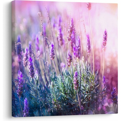 Obraz - Levanduľa vo trblietania slnka, jednodielne 70x70 cm